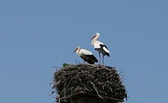 Storchenpaar in ihrem Nest, Foto: TMB-Fotoarchiv/Steffen Lehmann