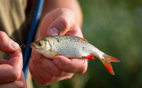 Weißfisch, Foto: Florian Läufer