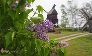 Beelitzer Bockwindmühle im Frühling, Foto: Tourismusverband Fläming e.V.