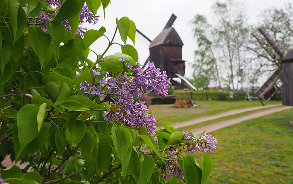 Beelitzer Bockwindmühle im Frühling, Foto: Tourismusverband Fläming e.V.