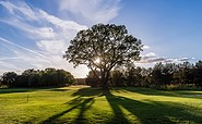 Oak - the landmark of Golf Resort Semlin, photo: GolfResort Semlin