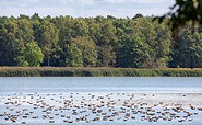 Altfriedländer Teiche, Foto: Seenland Oder-Spree e.V./Florian Läufer