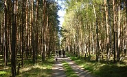 Wald bei Bad Wilsnack, picture: Tourismusverband Prignitz e.V.