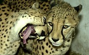 Zoologischer Garten Eberswalde - Cuddling cheetahs, picture: Thomas Burkhardt