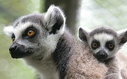 Zoologischer Garten Eberswalde - Mother calico with twins, picture: Patrick Pleul