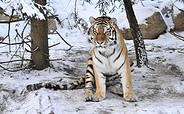 Zoologischer Garten Eberswalde - tiger, picture: Rainer Schluttig