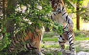 Zoologischer Garten Eberswalde - Sibirische Tiger, picture: Rainer Schluttig