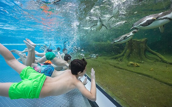 Swimming with penguins, picture: Spreewelten GmbH