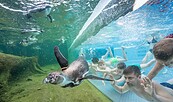 Swimming with penguins, picture: Spreewelten GmbH