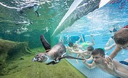 Swimming with penguins, picture: Spreewelten GmbH