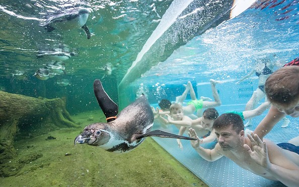 Swimming with penguins, picture: Spreewelten GmbH