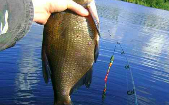 Bild: www.fisch-hitparade.de