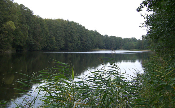 Foto: www.fisch-hitparade.de