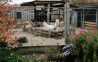 Im Huskyfarm-Garten, Foto: Freizeit- und Tourismusservice Sabine Kühn