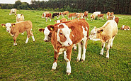 Rinder auf der Weide, Foto: Doreen Engelhardt