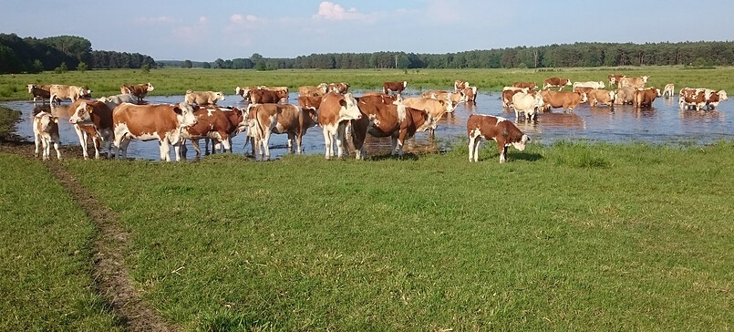 Weidelandfarm am Riebener See, farm shop