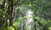 Water Labyrinth Spreewald Forest, picture: TMB-Fotoarchiv/Hahn