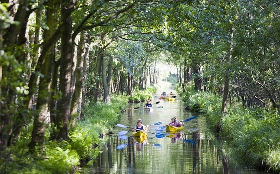 Water Labyrinth Spreewald Forest 