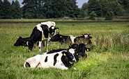 Kühe auf der Weide, Foto: Biohof Rabe