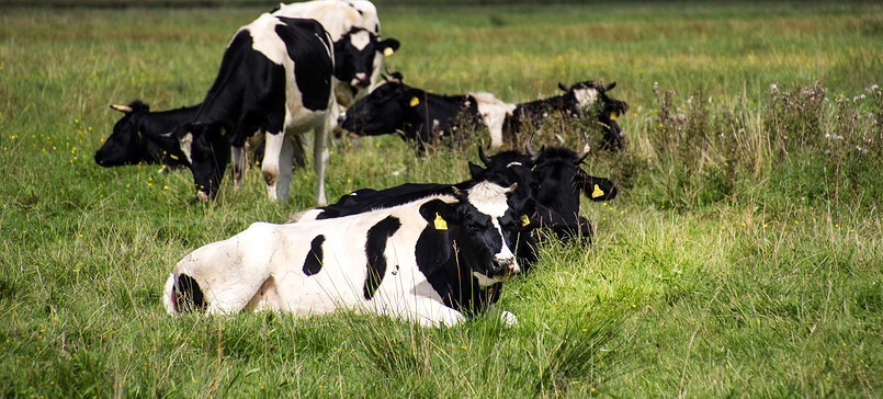 Biohof Rabe, farm shop