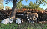 Naturnahe Tierwirtschaft auf Sommers Hof, Foto: Silke Hildebrandt