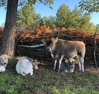Sommers Hofladen, farm shop