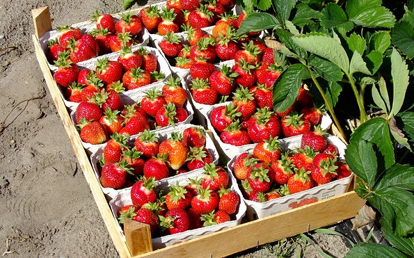 Korb mit Erdbeeren, Foto: Peter Becker