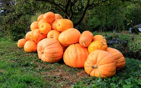 Kürbisse, Foto: Peter Becker