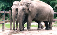 Elefanten im Cottbuser Tierpark (Foto: Tierpark Cottbus)