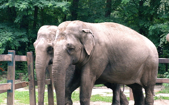 Elefanten im Cottbuser Tierpark (Foto: Tierpark Cottbus)
