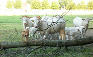 Kühe