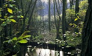 Waldgebiet © TV Ruppiner Seenland e.V./ Studio Prokopy