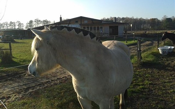 Pferd auf dem Fjordpferdehof Insel, Foto: Fahr- und Reitgestuet Insel