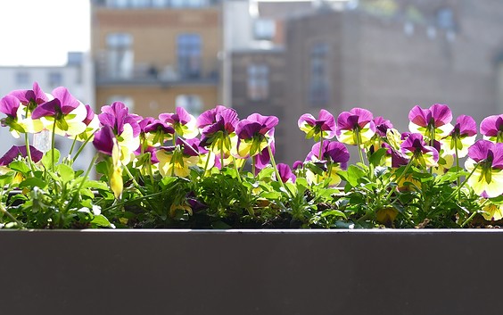 Bild von SatyaPrem auf Pixabay