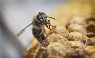 Honig von den hofeigenen Bienen, Foto: J. Wienick