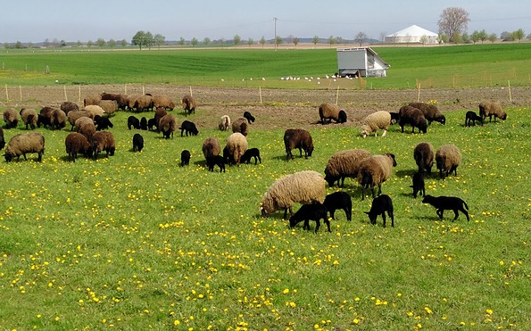 Schafe vom Bauernhof Weggun, Foto Bauernhof Weggun