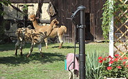 Alpakas auf dem Ferienhof, Foto: Ferienhof Welz