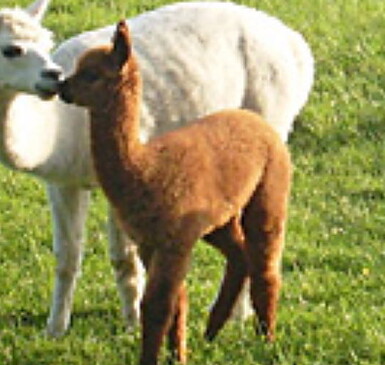"Elbtal Alpaka" Alpaca Farm