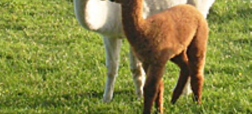 "Elbtal Alpaka" Alpaca Farm