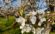 Kirschblüte, Foto: Inge Iwanowitsch