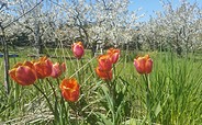 Frühling im Kirschgarten, Foto: S. Rüdiger