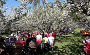 Baumblüte im Kirschgarten, Foto: Stefan Iwanowitsch