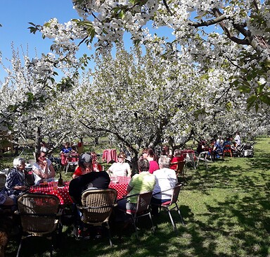 Cherry garden Werder
