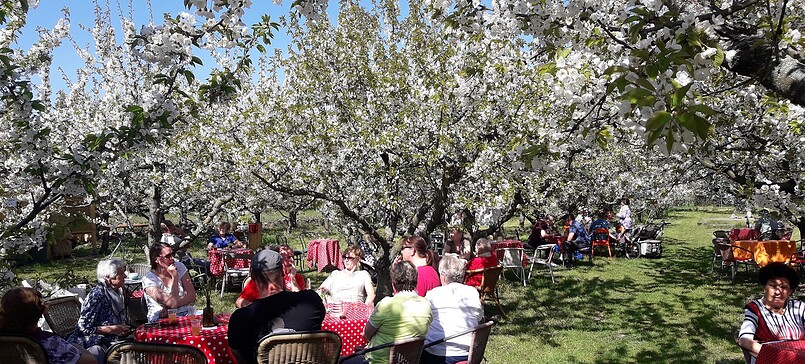 Cherry garden Werder
