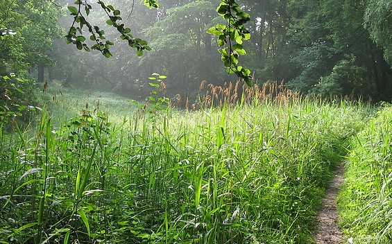Ostufer vom Baalensee © Stadt Fürstenberg/Havel