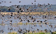 Am Vogelbeobachtungsturm Ungeheuerwiesen, Foto: Landschafts-Förderverein Nuthe-Nieplitz-Niederung e.V.