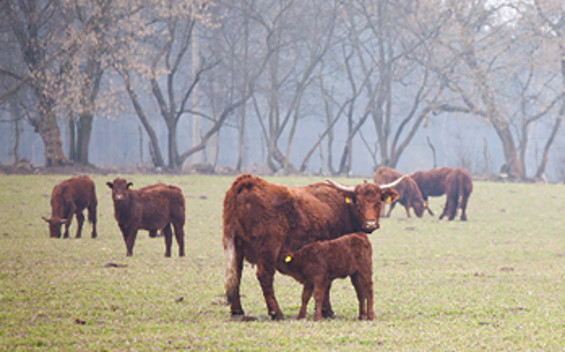 Landwirtschaft und Fischerei Mario Fischer in Niewisch, Foto: Julia Otto