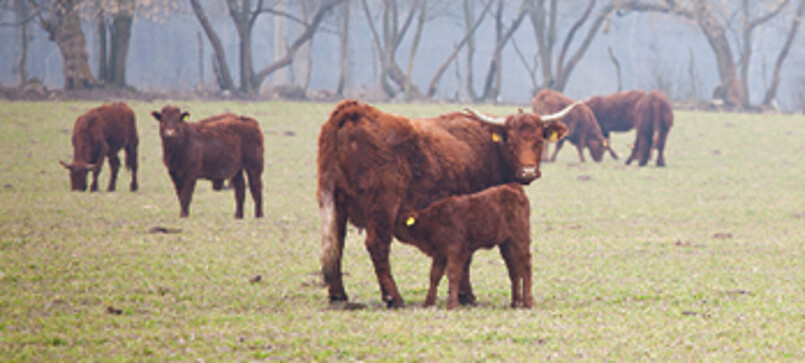 Fischereibetrieb Mario Fischer (fishery)