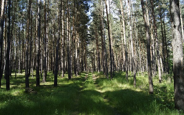 Wald Foto: Tourismusverband Prignitz