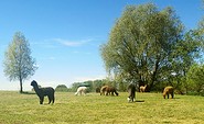 Foto: Tiny Alpaca Town